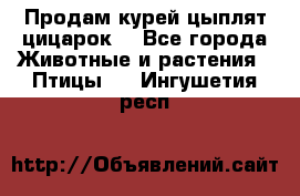 Продам курей цыплят,цицарок. - Все города Животные и растения » Птицы   . Ингушетия респ.